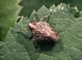 Issus sp.
